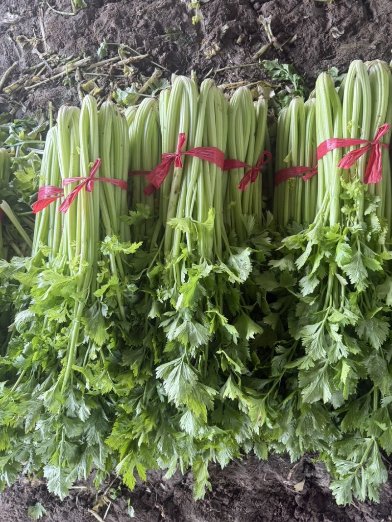 芹菜年前最后一批，价格好商量