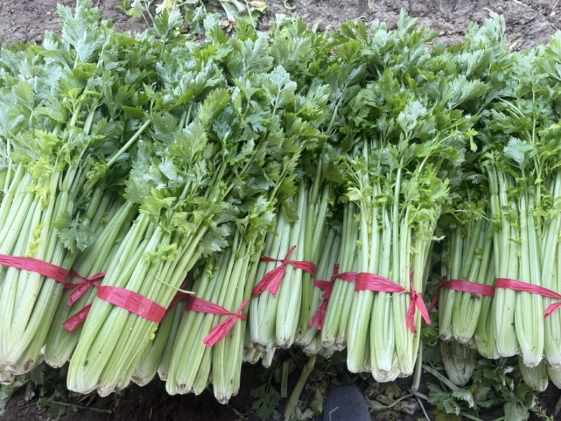 芹菜年前最后一批，价格好商量