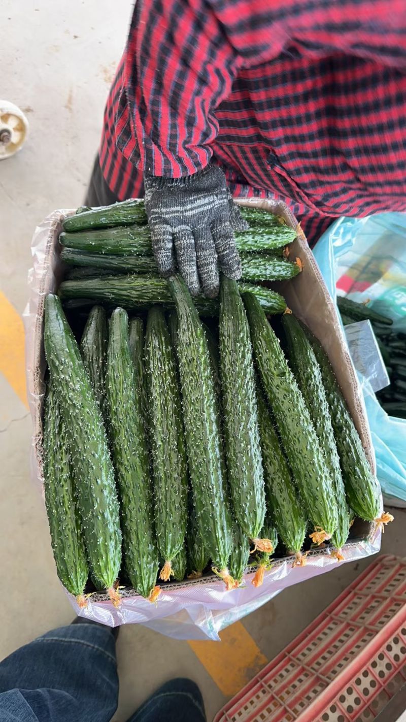 密刺大黄瓜