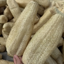 丝瓜络二三十万条