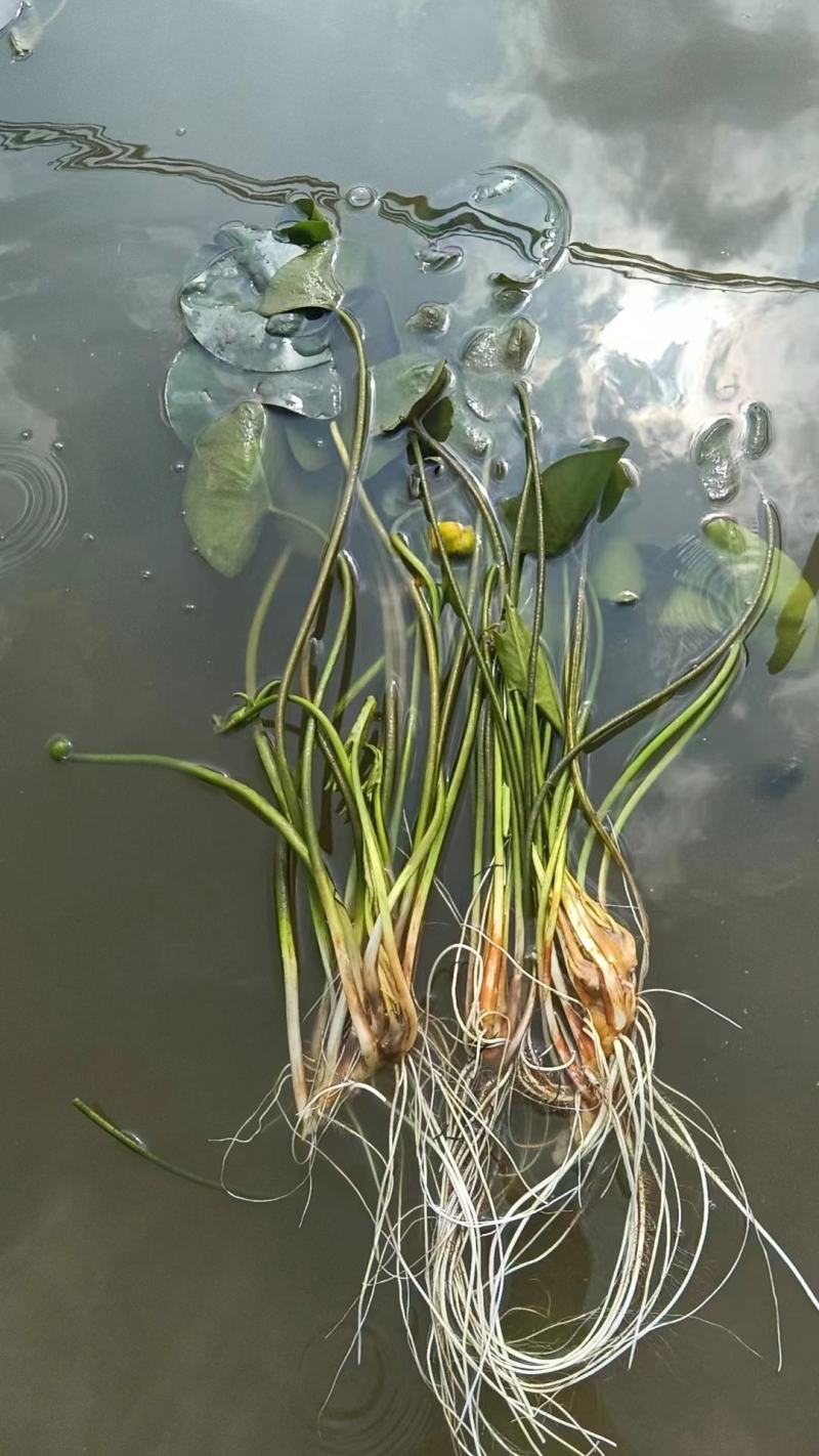 萍缝草
