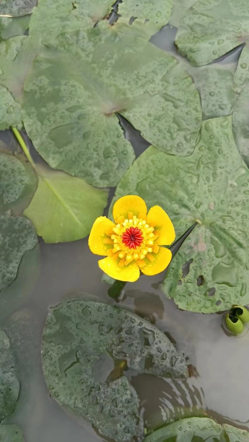 萍缝草