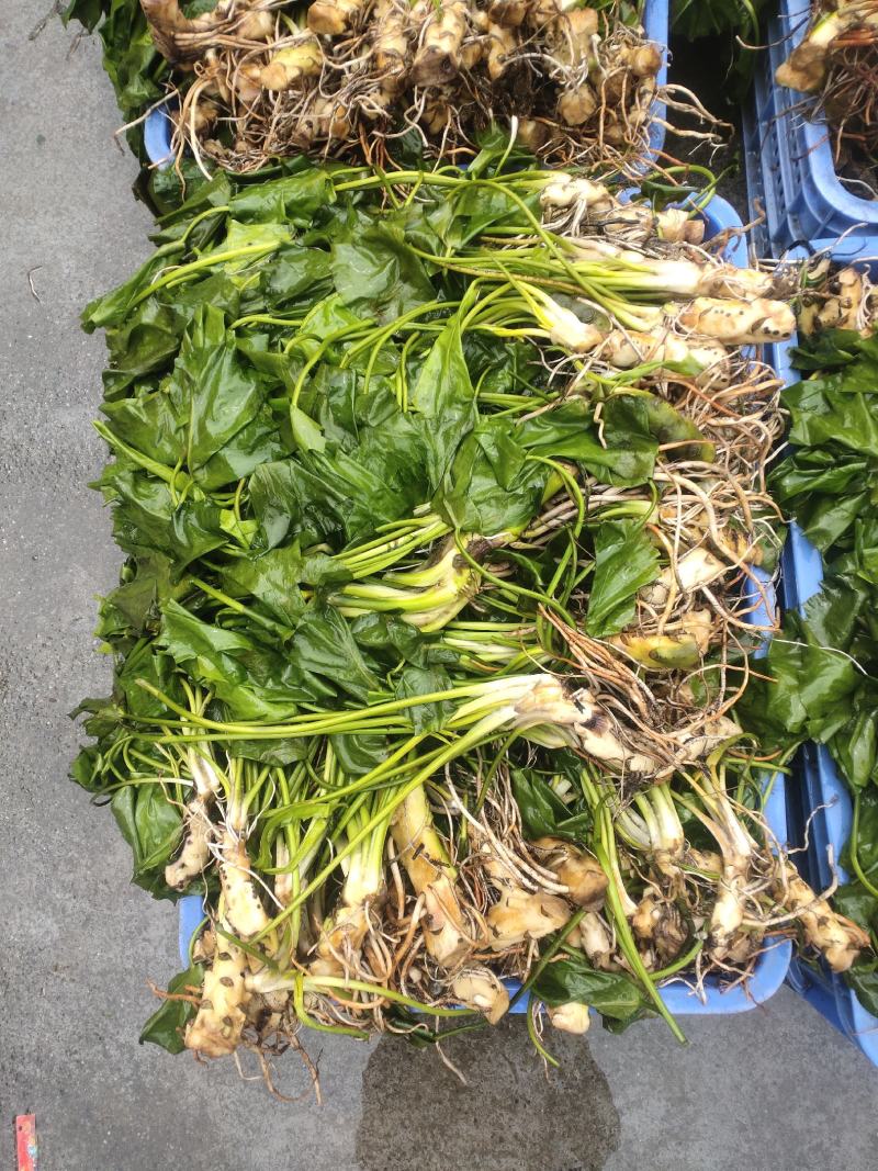 萍缝草