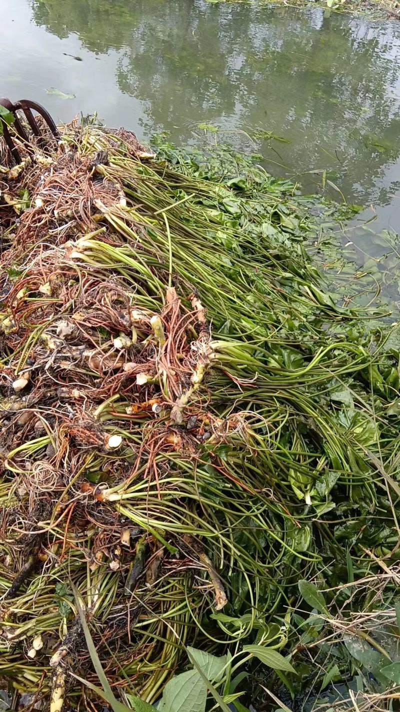 萍缝草