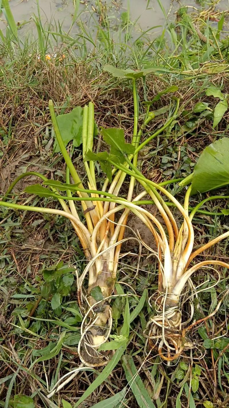 萍缝草