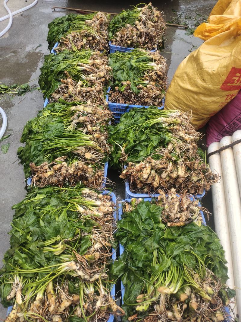 萍缝草
