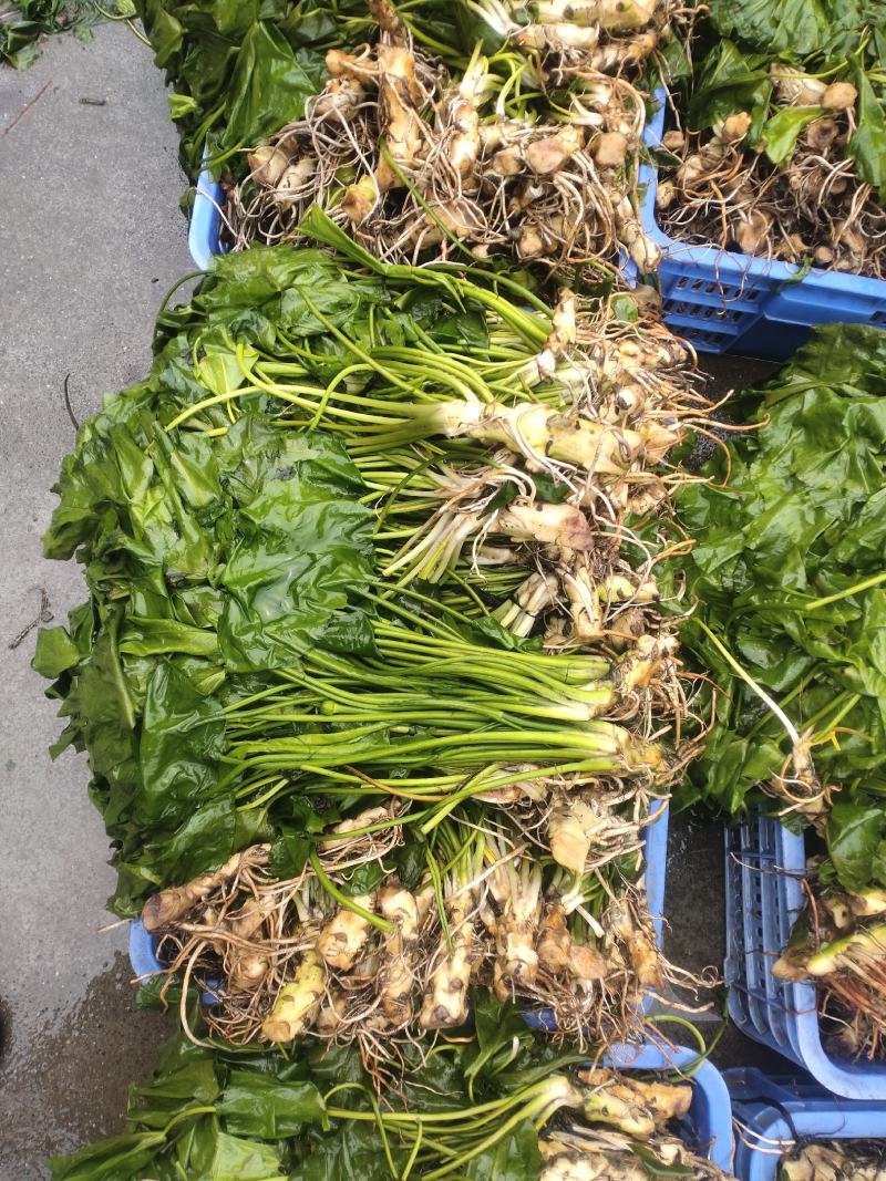 萍缝草