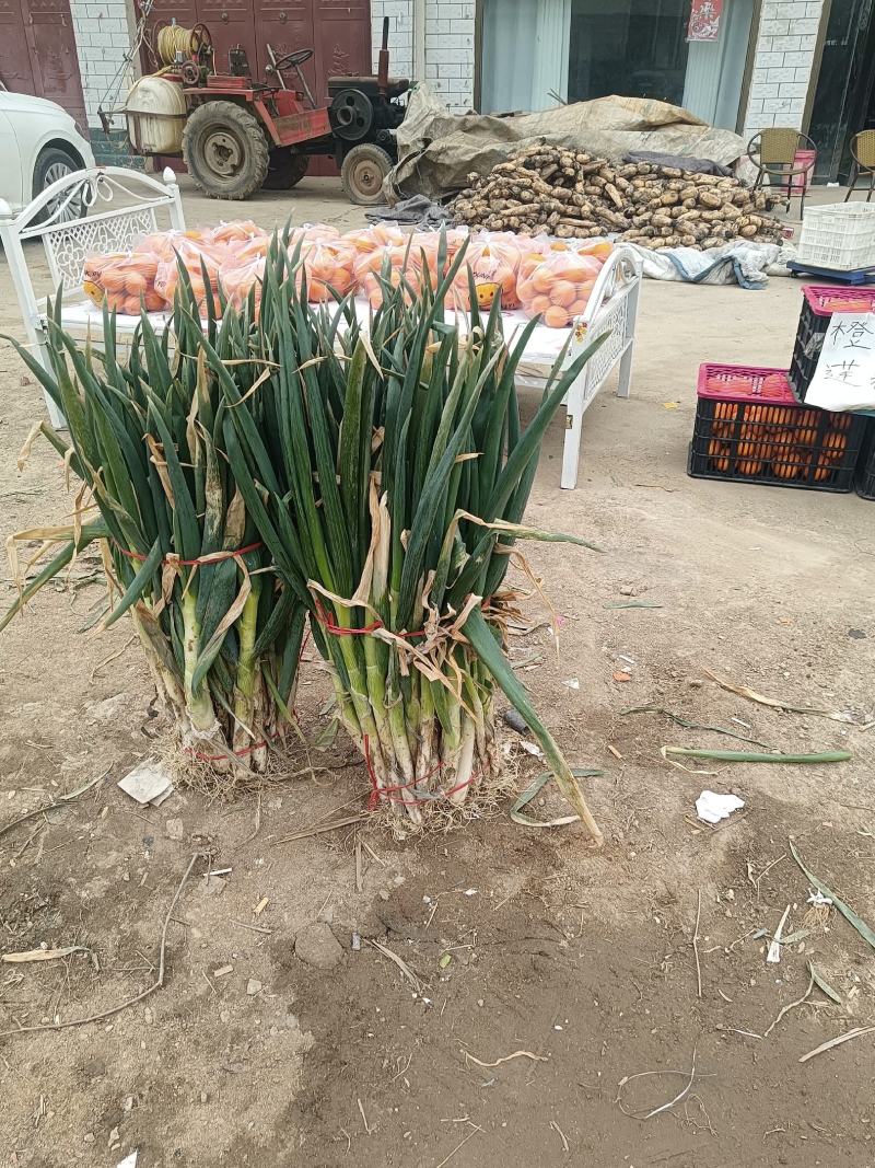 铁杆葱现货，不管配送