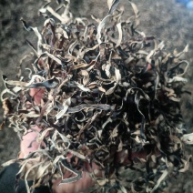 便宜头茬木耳丝电商木耳丝加工厂，电商头茬木耳丝现货批发零