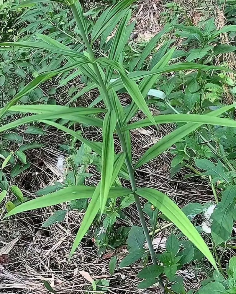 老虎姜