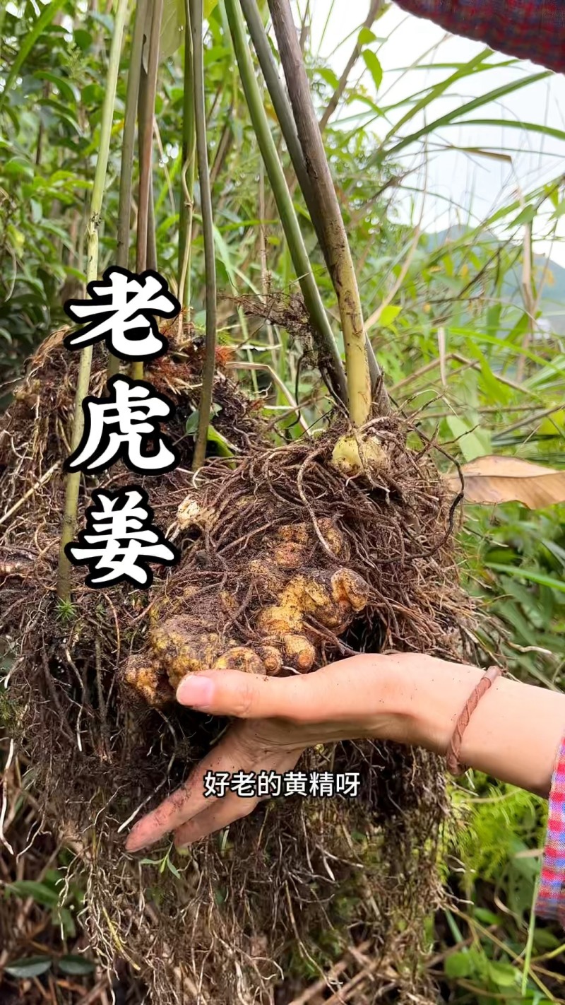 老虎姜