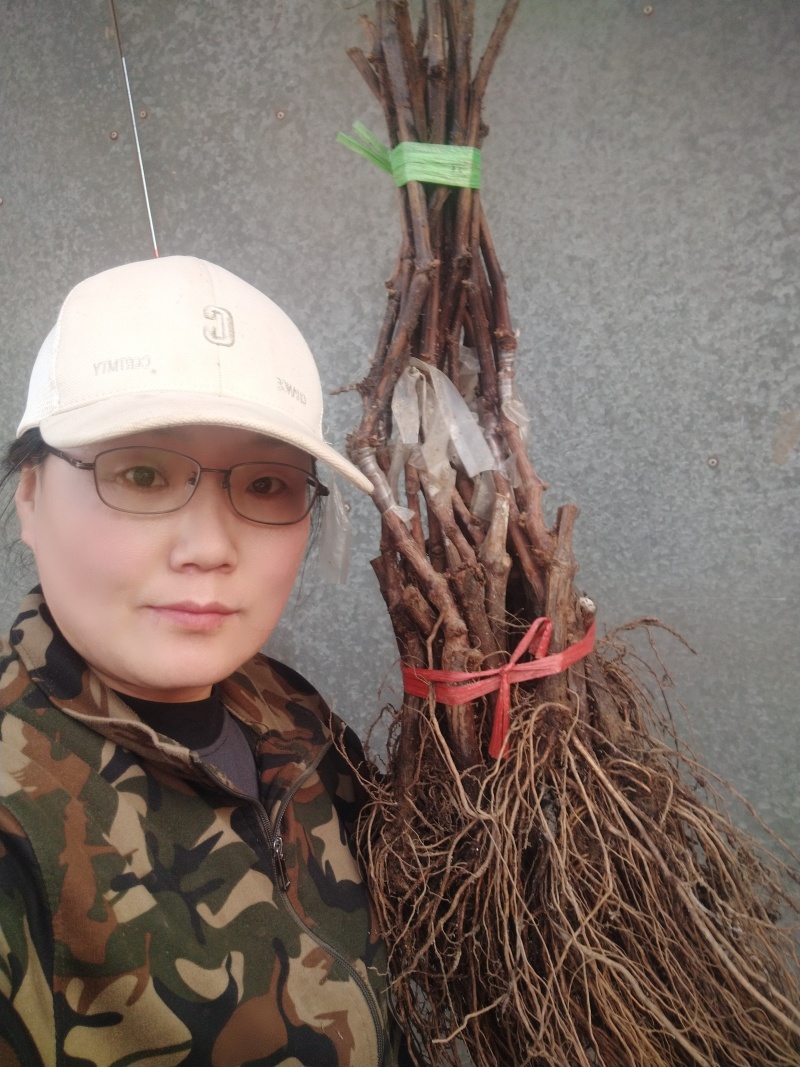 富士之辉葡萄苗(黑阳光玫瑰）粒大香甜保纯保活，基地直发
