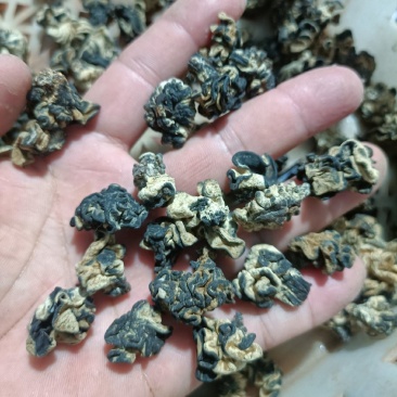 猴脑菌批发零售，猴脑菇现货长期有货，黑猴脑菌片整个
