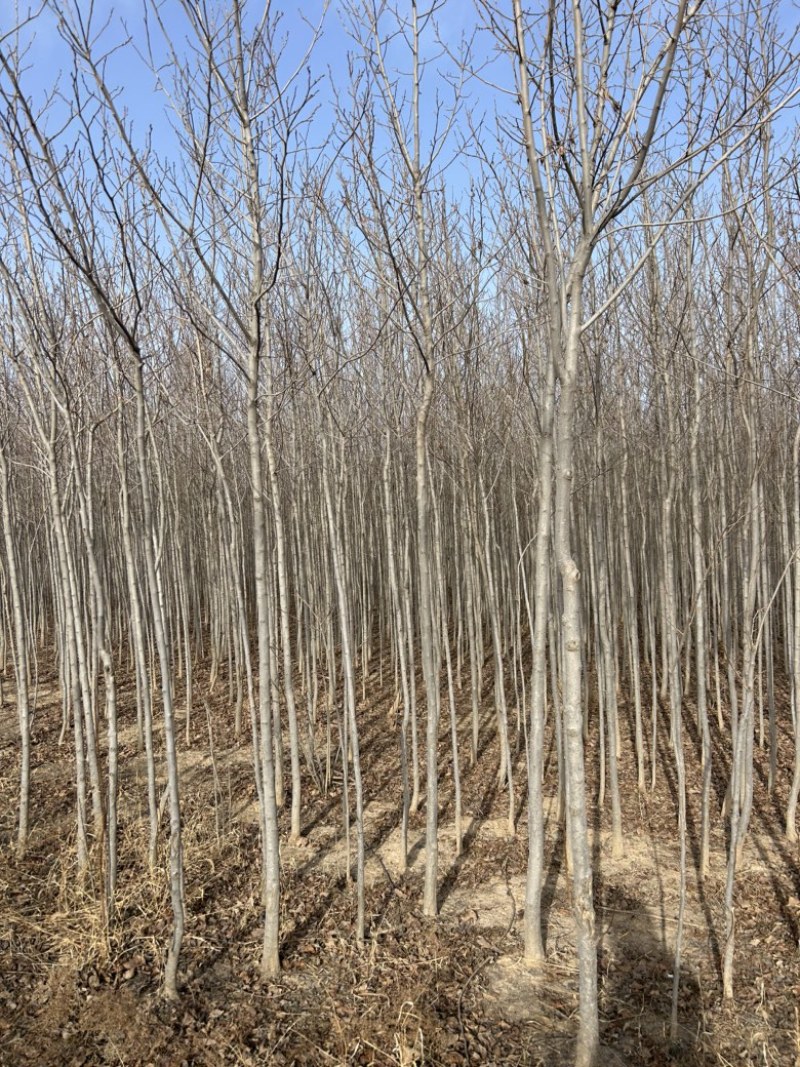 2-3-4-5公分定值杜仲树树干直树量大山西基地发