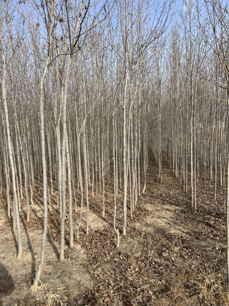 2-3-4-5公分定值杜仲树树干直树量大山西基地发