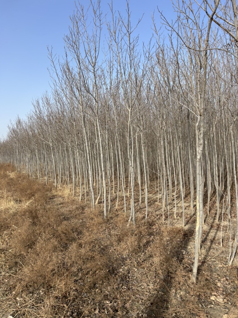 2-3-4-5公分定值杜仲树树干直树量大山西基地发