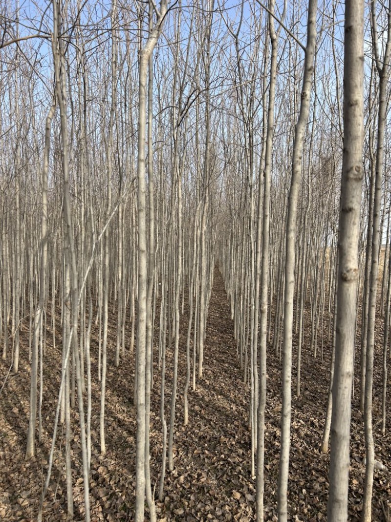 2-3-4-5公分定值杜仲树树干直树量大山西基地发