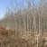 2-3-4-5公分定值杜仲树树干直树量大山西基地发