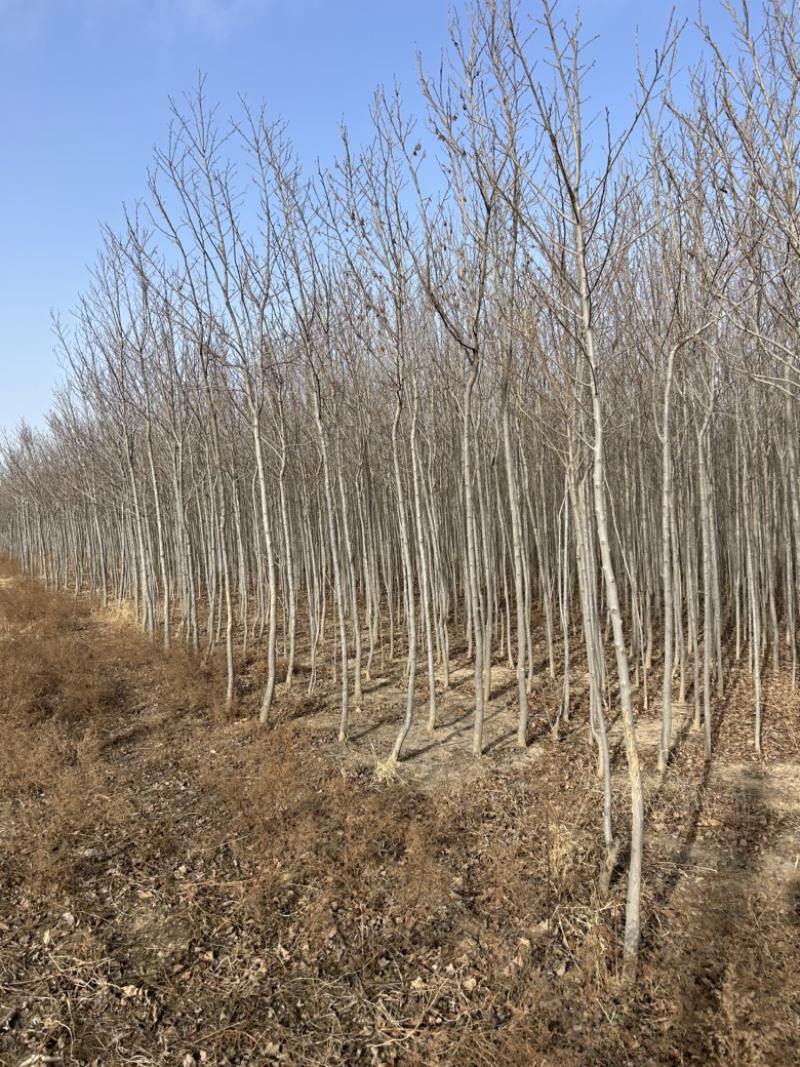2-3-4-5公分定值杜仲树树干直树量大山西基地发