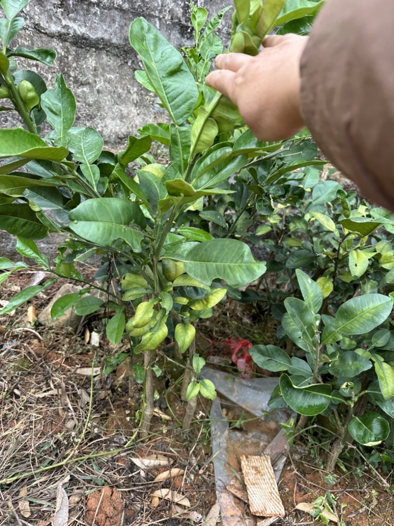 正宗的泰国青皮红肉柚苗，嫁接苗，地苗杯苗都有