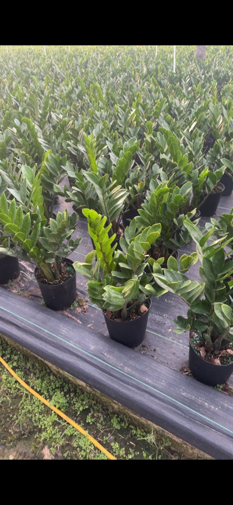 金钱树雪铁芋育苗盆室内绿植招财寓意好净化空气