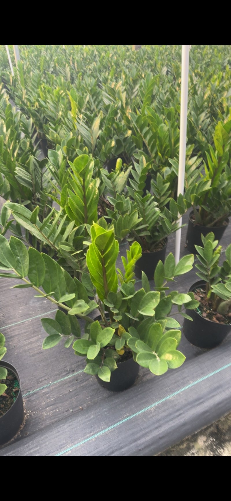 金钱树雪铁芋育苗盆室内绿植招财寓意好净化空气