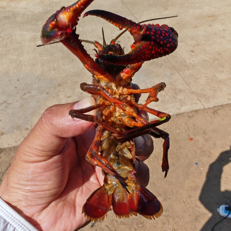 小龙虾产地直发规格齐全保质保量视频看货对接全国