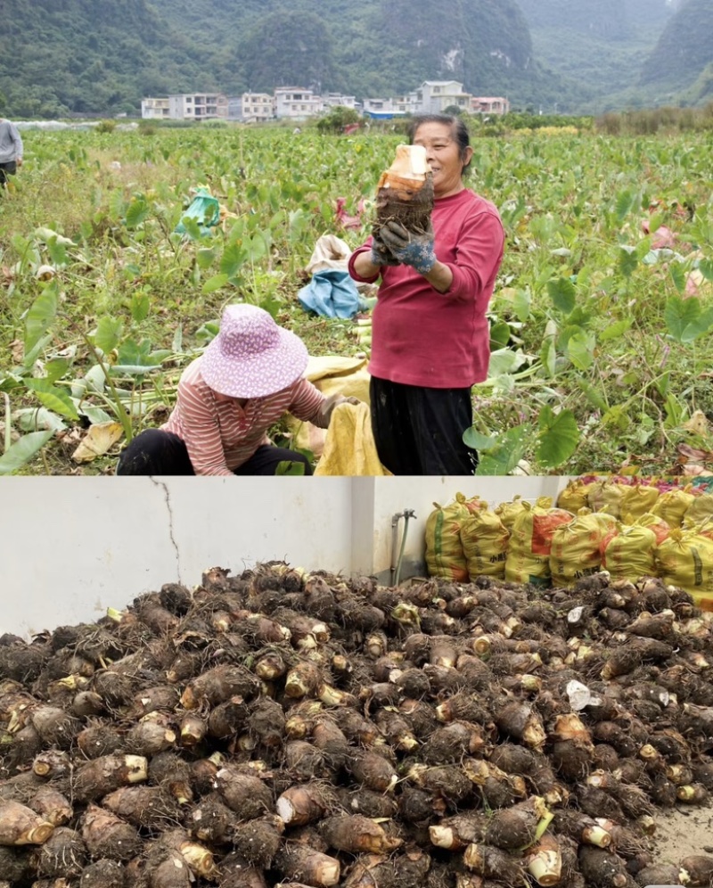 芋头软糯香甜，大量现货，价格实惠欢迎来电选购