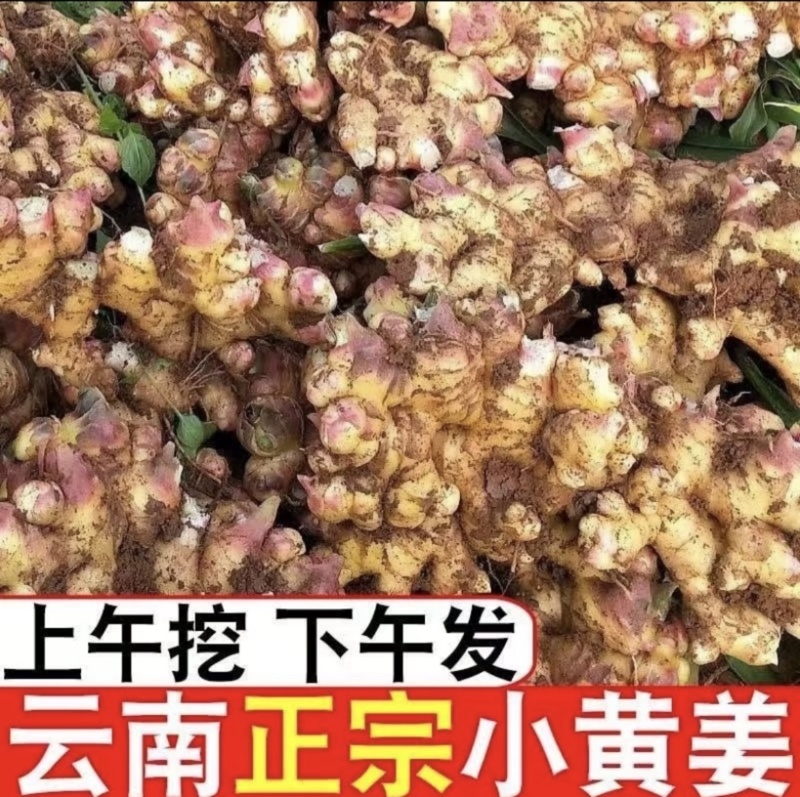 云南精品生姜一手货源量大优惠对接批发市场档口产地发货