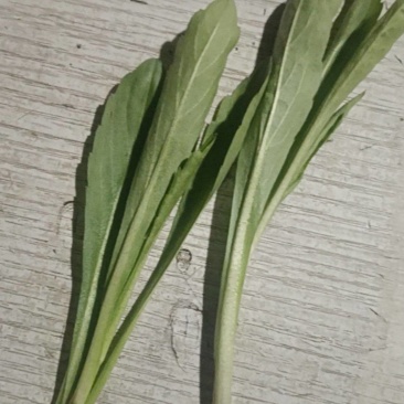 马兰头