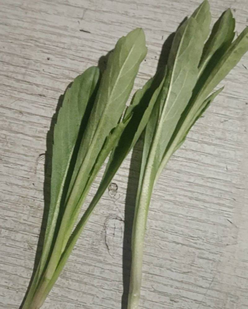 马兰头
