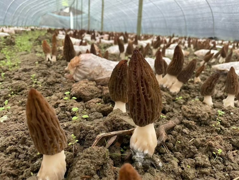 新鲜羊肚菌