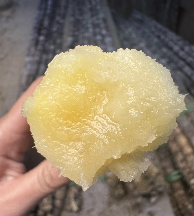 【精选】黄皮甘蔗紫皮甘蔗汁水多批量走货整车走货价格优惠