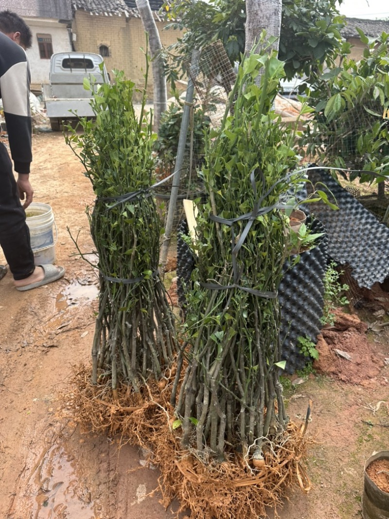 【推荐】皇帝贡柑苗嫁接苗，基地直发技术指导包邮