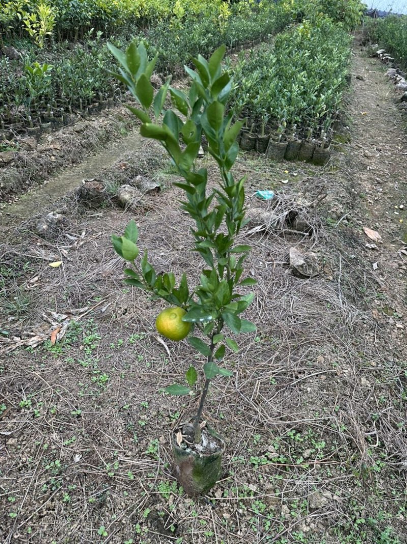 【推荐】皇帝贡柑苗嫁接苗，基地直发技术指导包邮