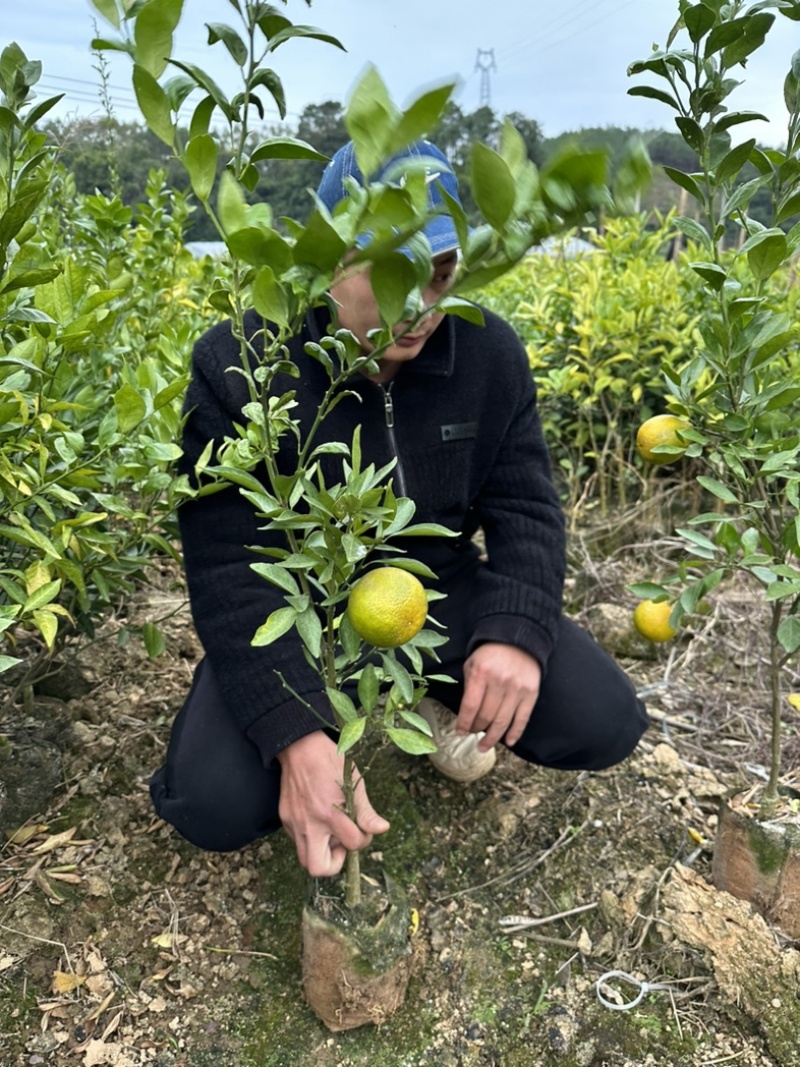 【推荐】皇帝贡柑苗嫁接苗，基地直发技术指导包邮