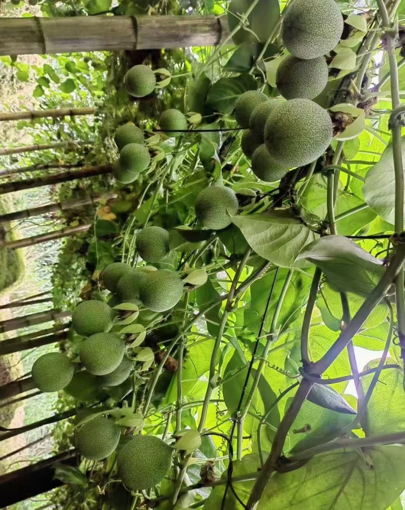 云南热情果