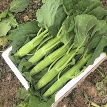 专业种芥兰