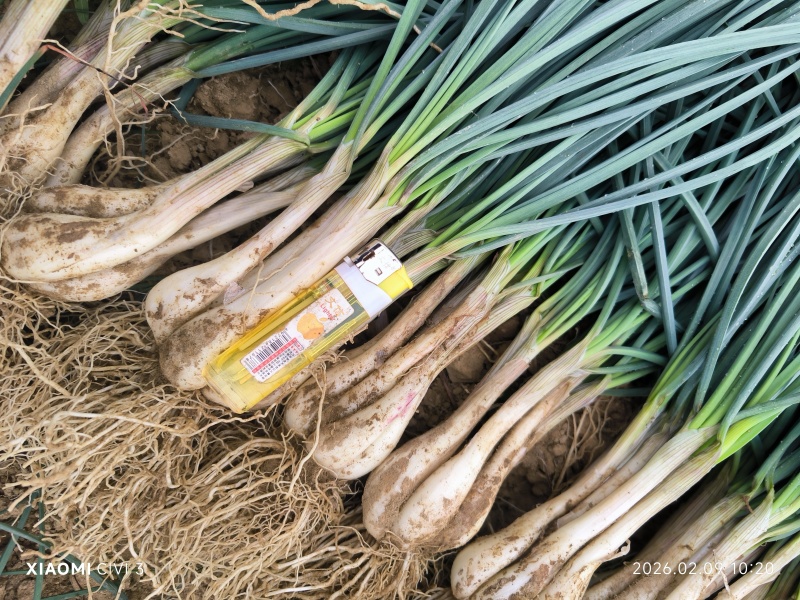 荞头