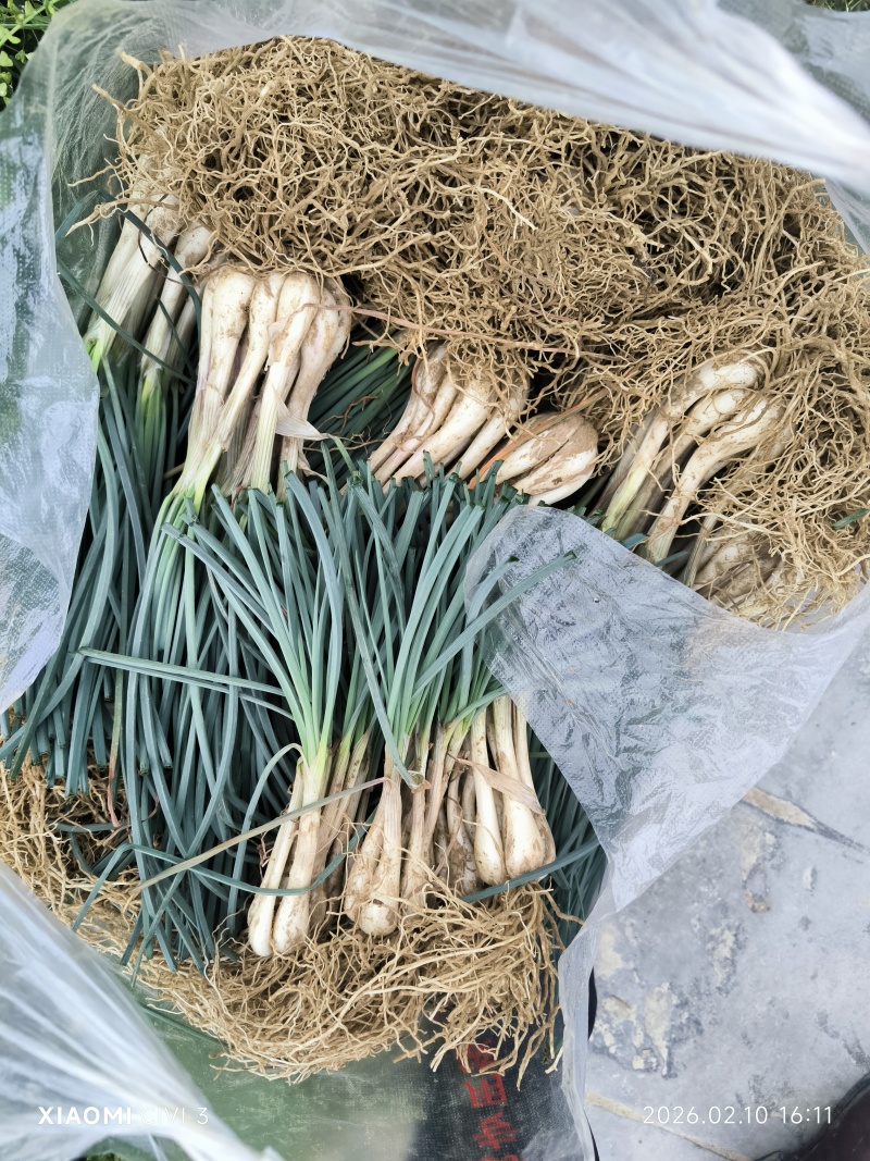 荞头