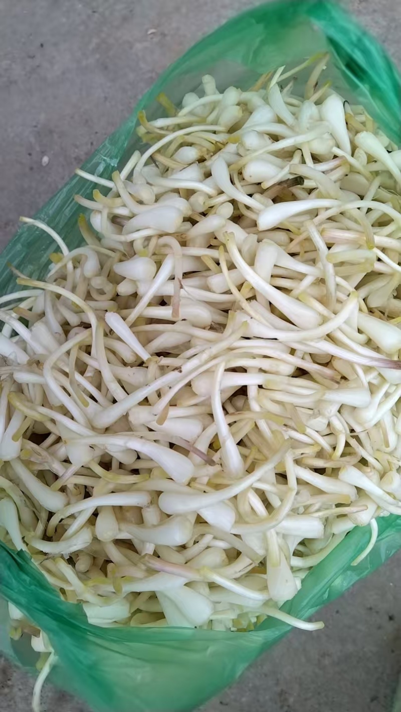去根去叶荞头