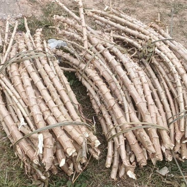 正宗华南九号精品黄肉木薯苗