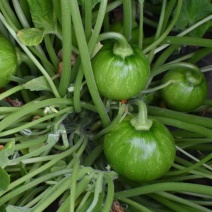 无蔓青宝新培育食用嫩瓜为主的早熟杂交小南瓜品种无蔓丛生种