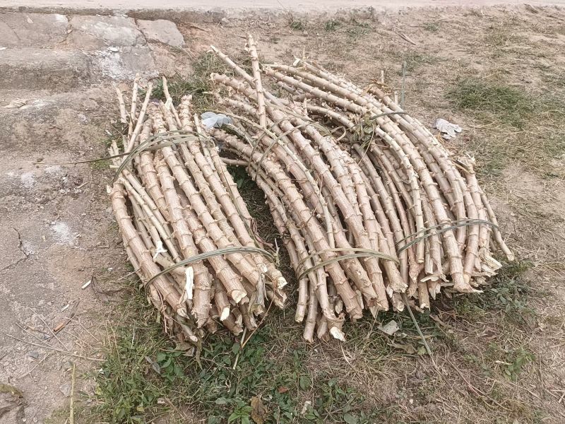 正宗华南九号精品黄肉木薯苗