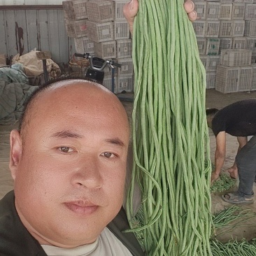 长豆角大量供应，市场，电商，社区团购，伙房，超市