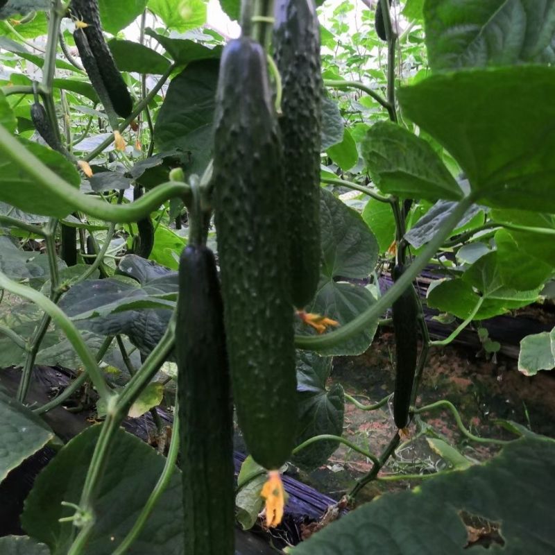 聚明星211油亮型黄瓜种子中熟品种春秋露地种植青皮绿肉