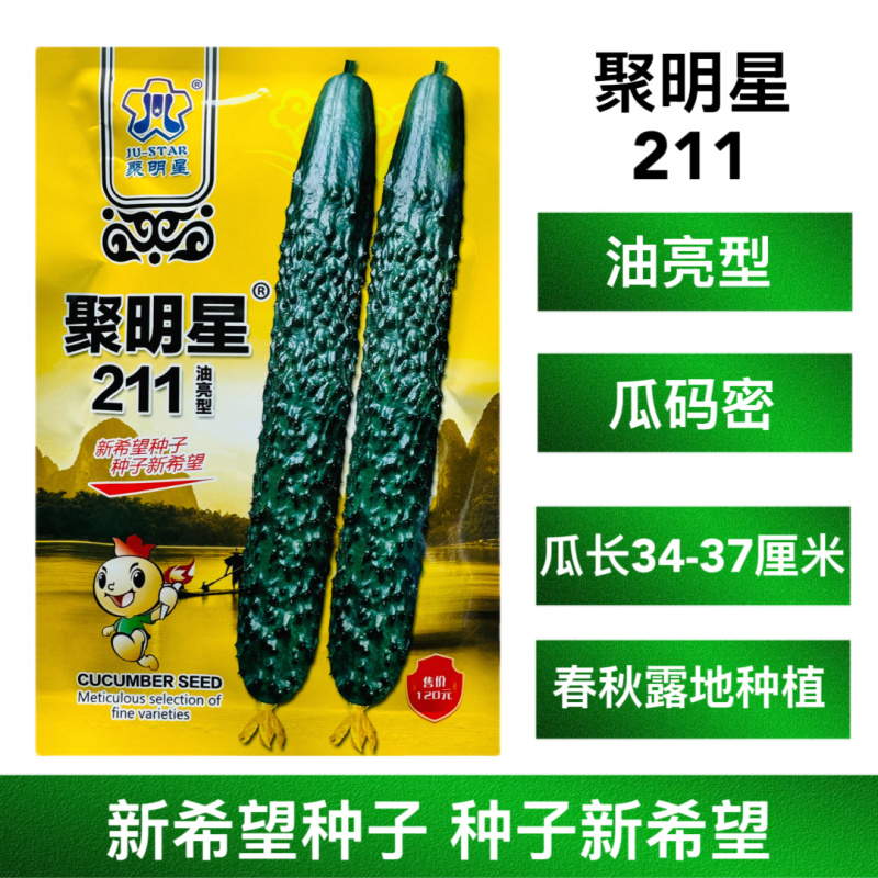 聚明星211油亮型黄瓜种子中熟品种春秋露地种植青皮绿肉