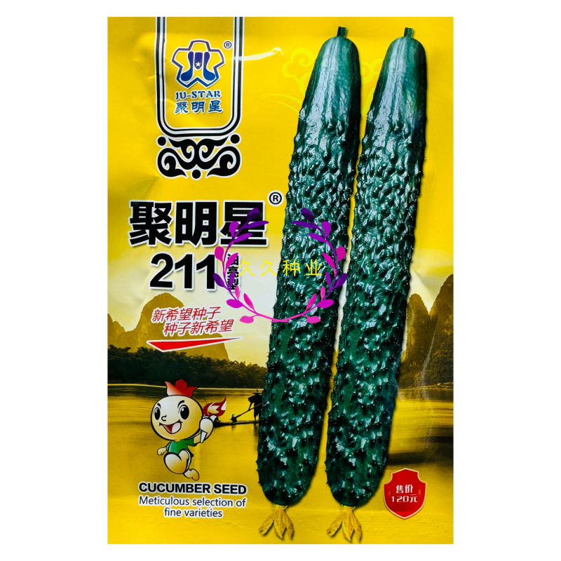 聚明星211油亮型黄瓜种子中熟品种春秋露地种植青皮绿肉