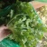 生菜