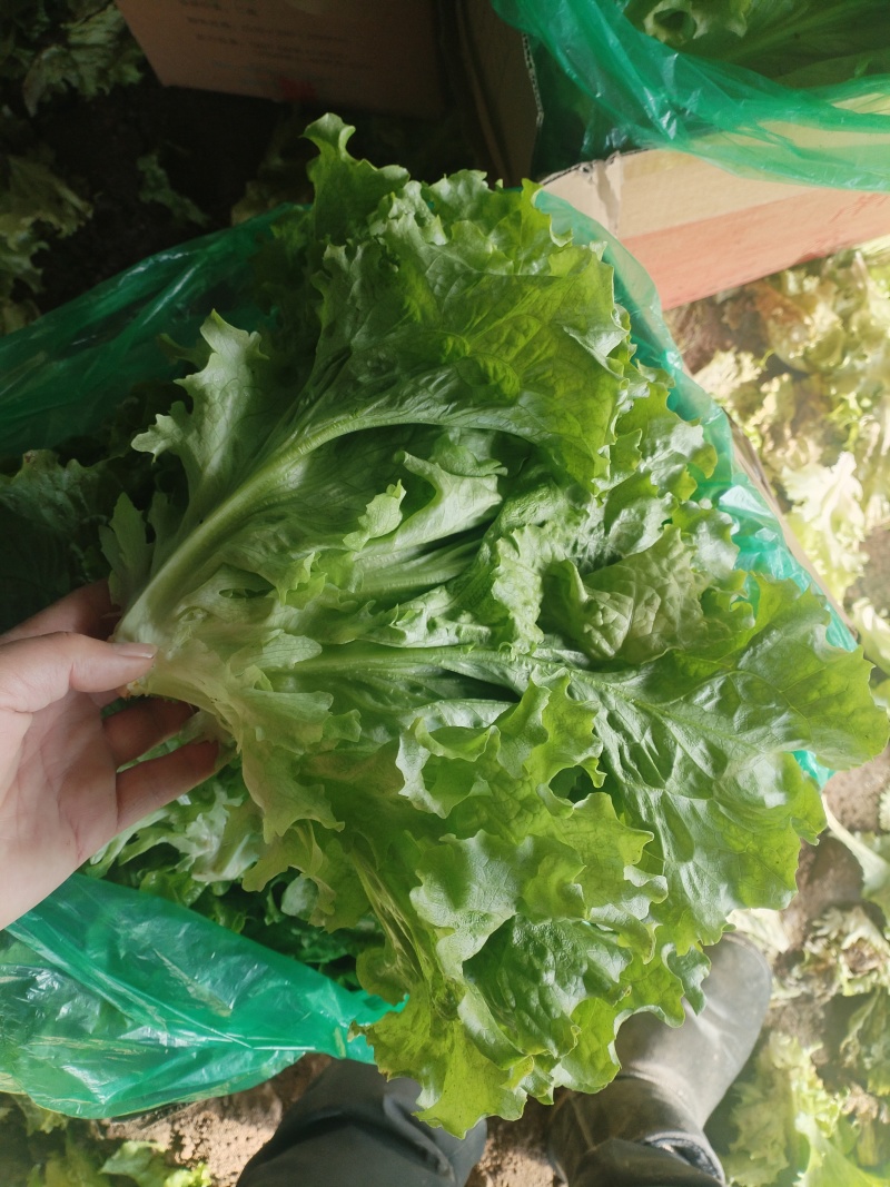 生菜